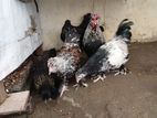 Country Chickens
