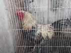 Rooster