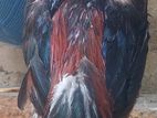 Rooster