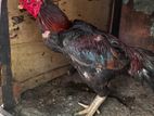 Rooster