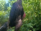 Rooster