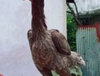 Rooster