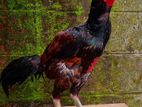 Rooster