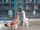 Rooster