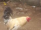 Rooster