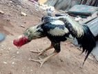 rooster