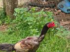Rooster