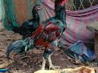 Rooster