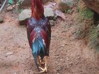 Rooster