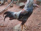 Rooster