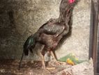 rooster for sale