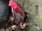 Rooster