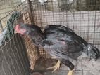 Rooster