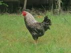 Rooster