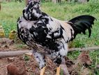 rooster