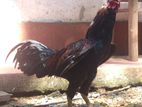 Rooster