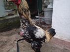 Rooster