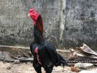 Farm Rooster