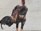 rooster