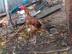 Rooster