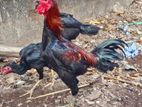 Rooster