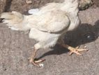 Rooster