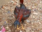 Rooster