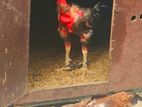 Rooster