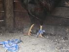 Aseel Rooster