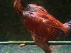 Asseel Rooster