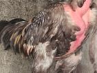 Rooster