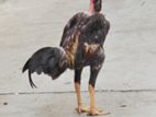 Rooster