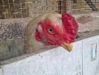 Aseel Rooster