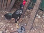 Assel Rooster