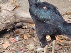Assel Rooster