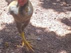 Rooster