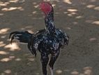 Rooster