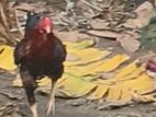 Rooster
