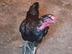 Rooster