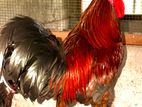 Farm Chickens