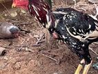 rooster