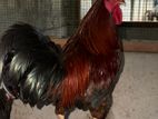 Rooster