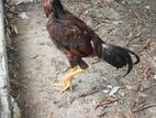 Roosters