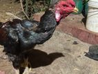 Rooster