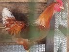 Rooster