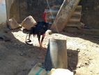 Rooster