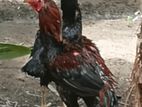 Rooster