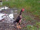 Rooster
