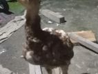 Rooster