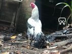 Rooster Hen